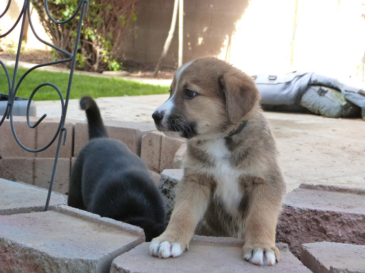 chinook dog